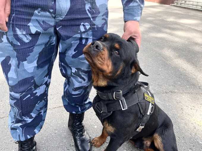 Подозрительный предмет, похожий на СВУ, нашли у опоры ЛЭП в подмосковном Климовске